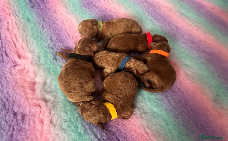 Toy Poodle dogs - Advert 3