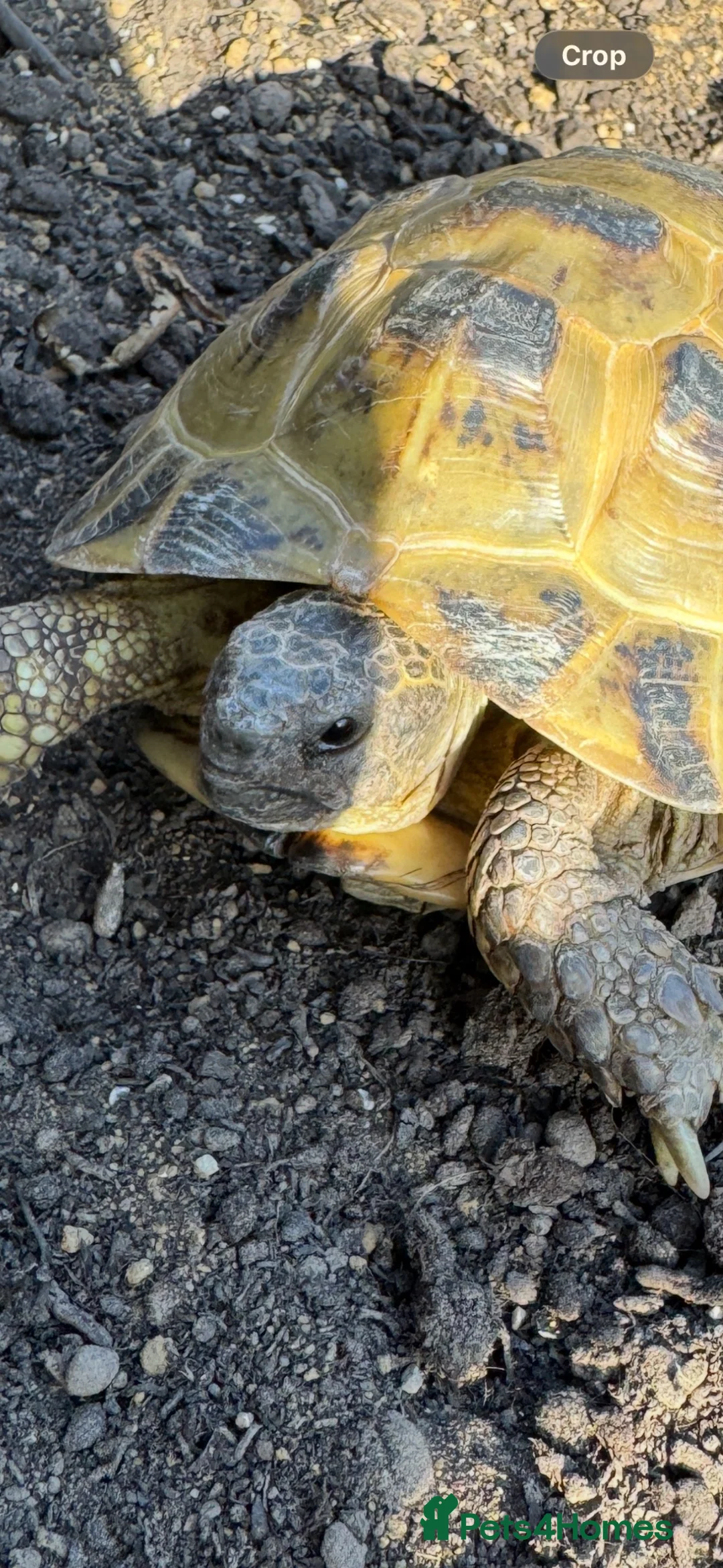 Tortoise reptiles for sale: Horsefield Tortoise (Male) - Advert 4