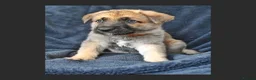 Mixed Breed dogs for sale: 8 beautiful healthy  puppies ,  German shepherd  - Advert 23