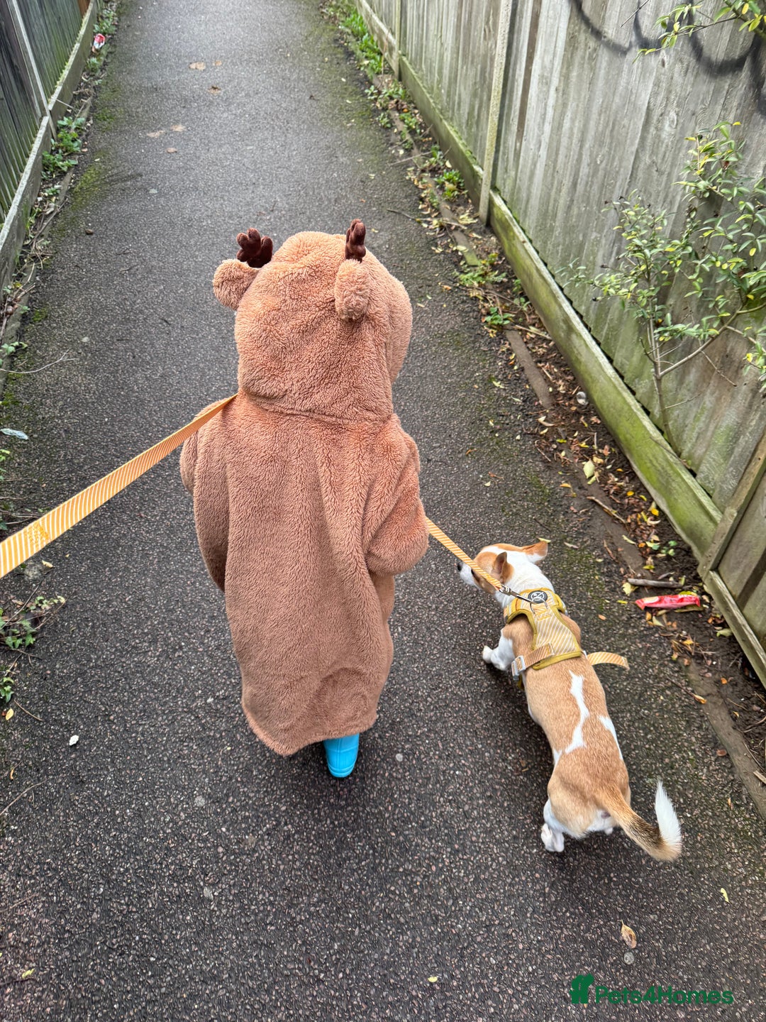 Mixed Breed dogs for sale: Lovely lil family dog  - Advert 2