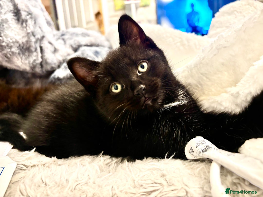 Mixed Breed cats for sale: Very fluffy, playful kittens - Advert 17