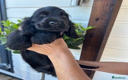 Cocker Spaniel dogs for sale: 🏅kc registered show type cocker puppy🏅 - Image 6
