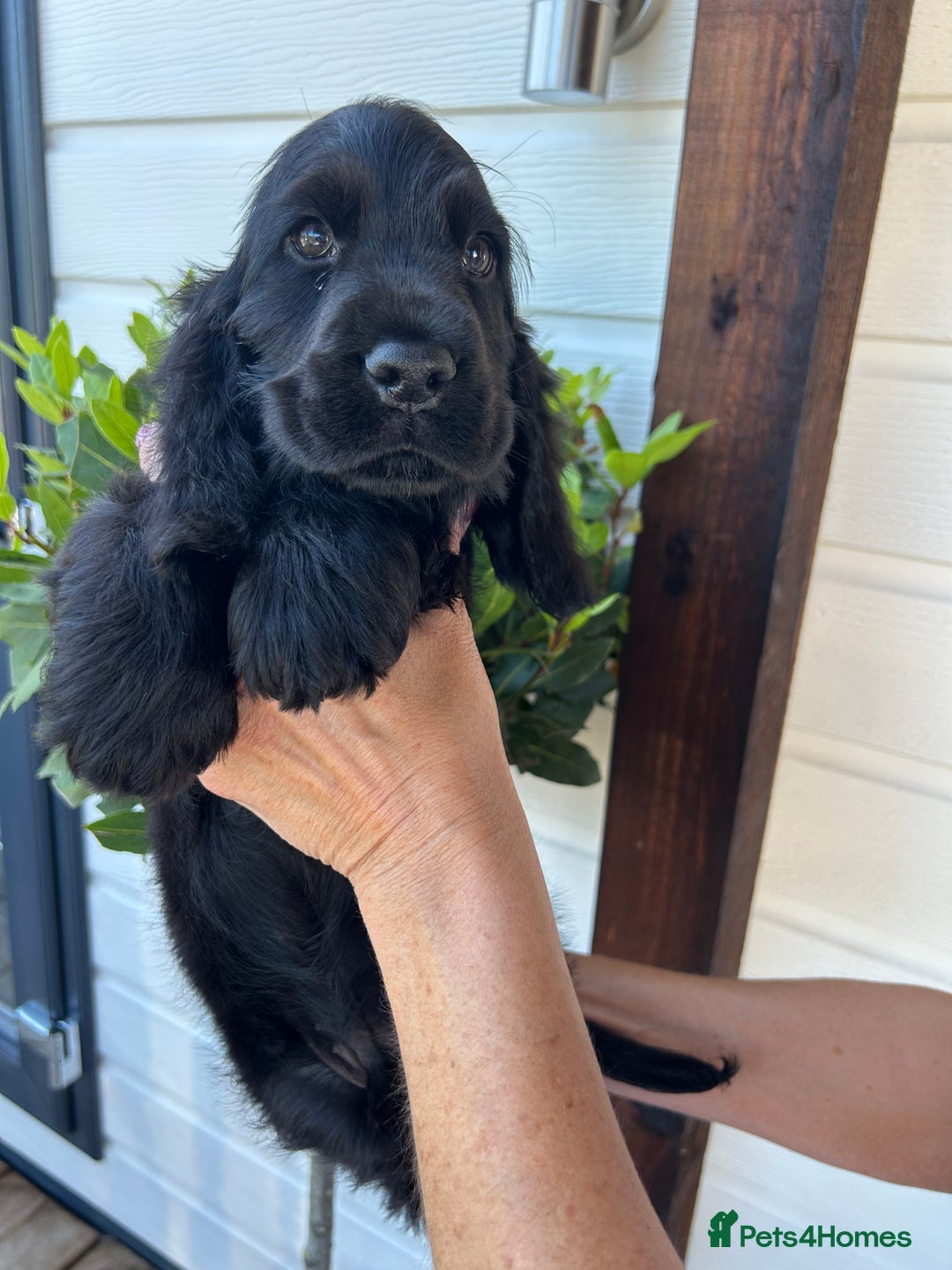 Cocker Spaniel dogs for sale: 🏅kc registered show type cocker puppy🏅 - Image 6