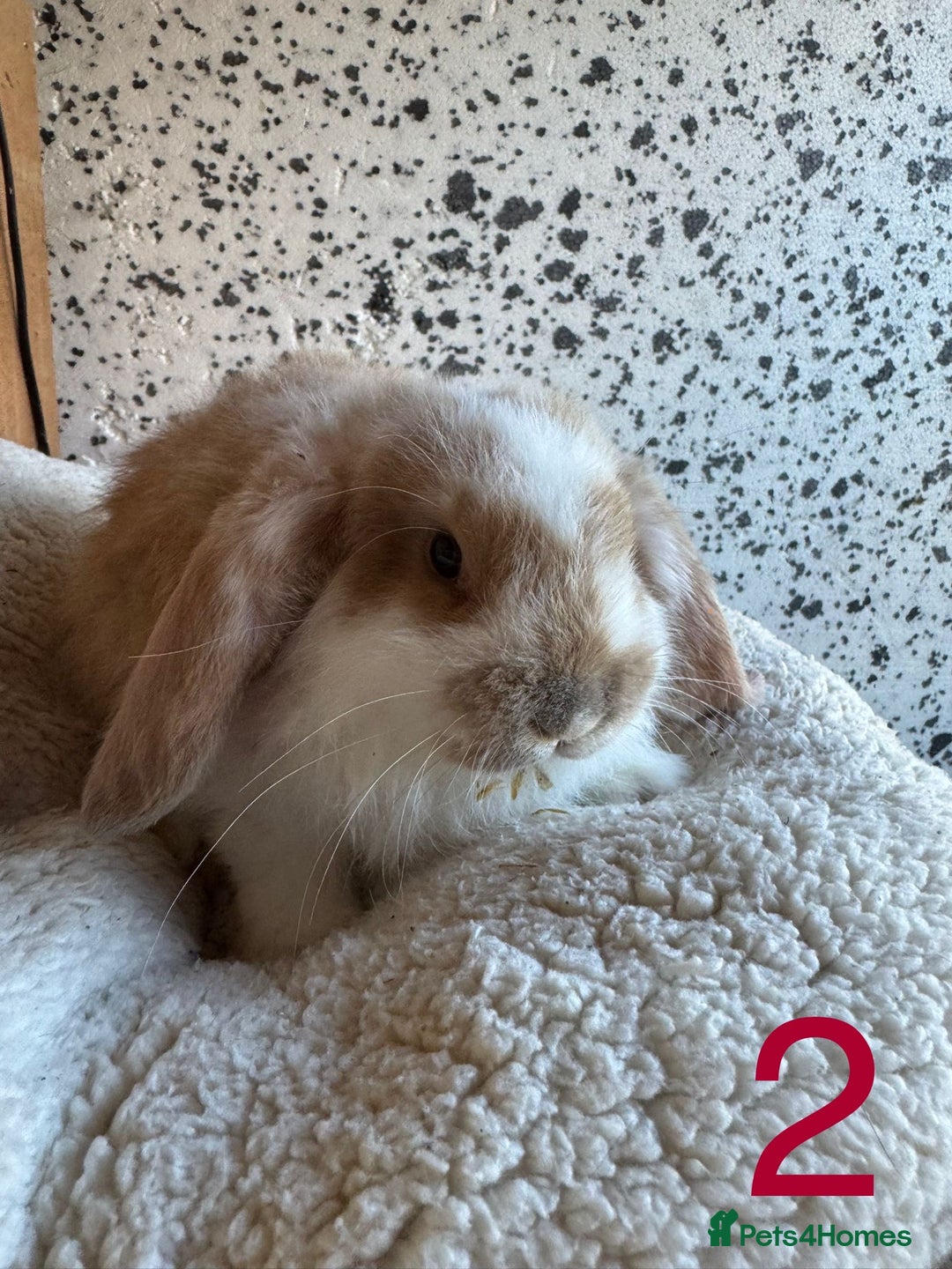 French Lop rabbits for sale: Purebred French Lop baby rabbits for sale  - Advert 5