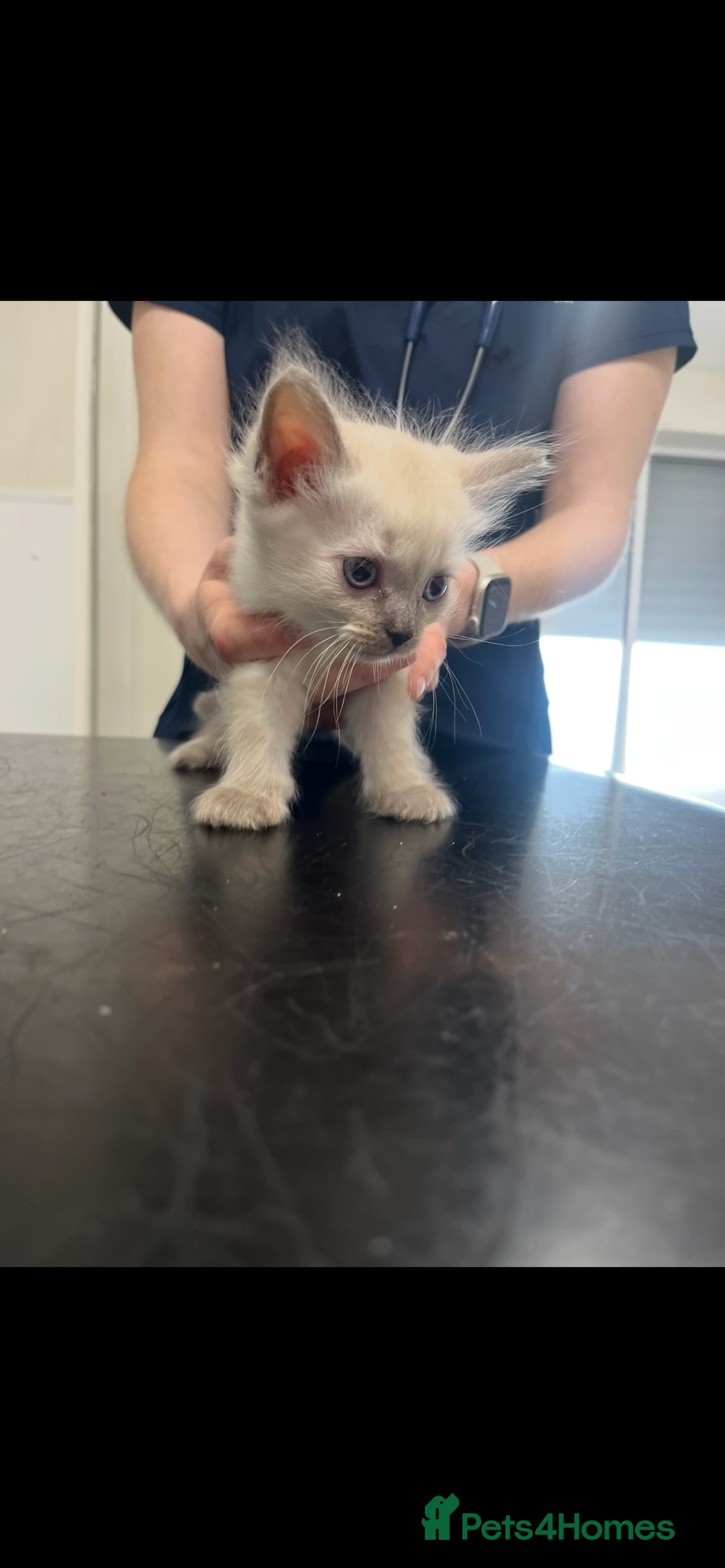 Ragdoll cats for sale: 1 male Ragdoll kitten  - Image 6