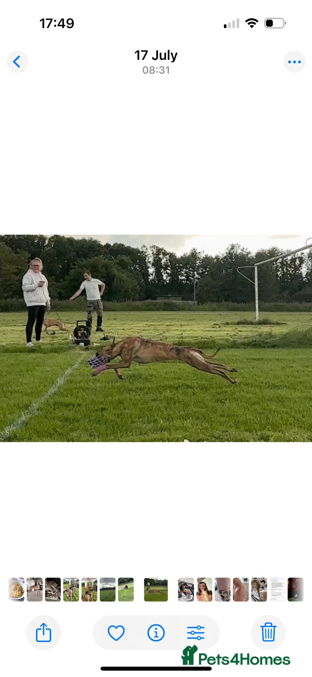 Lurcher dogs for sale: 9 month old Bull lurcher bitch  - Image 5