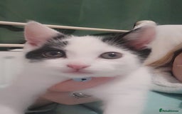 Mixed Breed cats for sale: Male kitten cheep 30 pounds  - Image 2