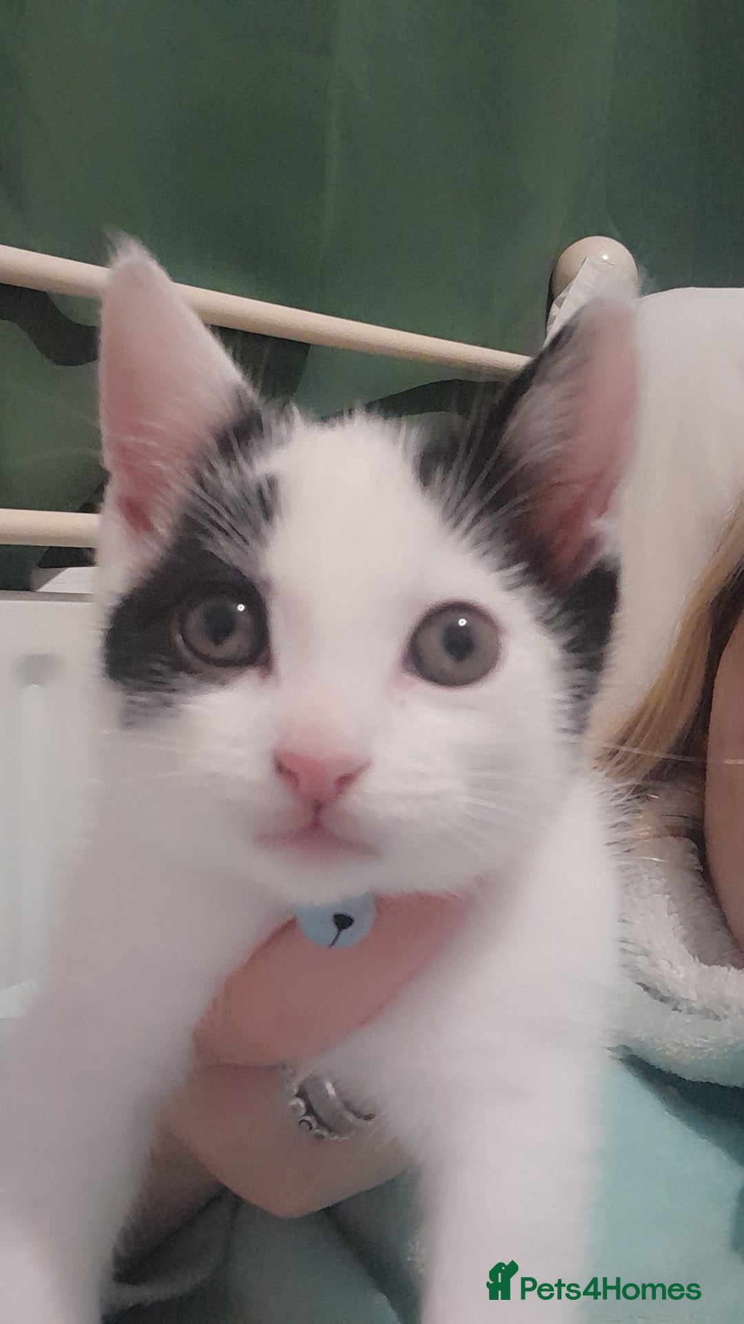 Mixed Breed cats for sale: Male kitten cheep 30 pounds  - Image 2