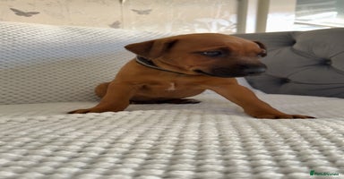 Mixed Breed dogs - Advert 7