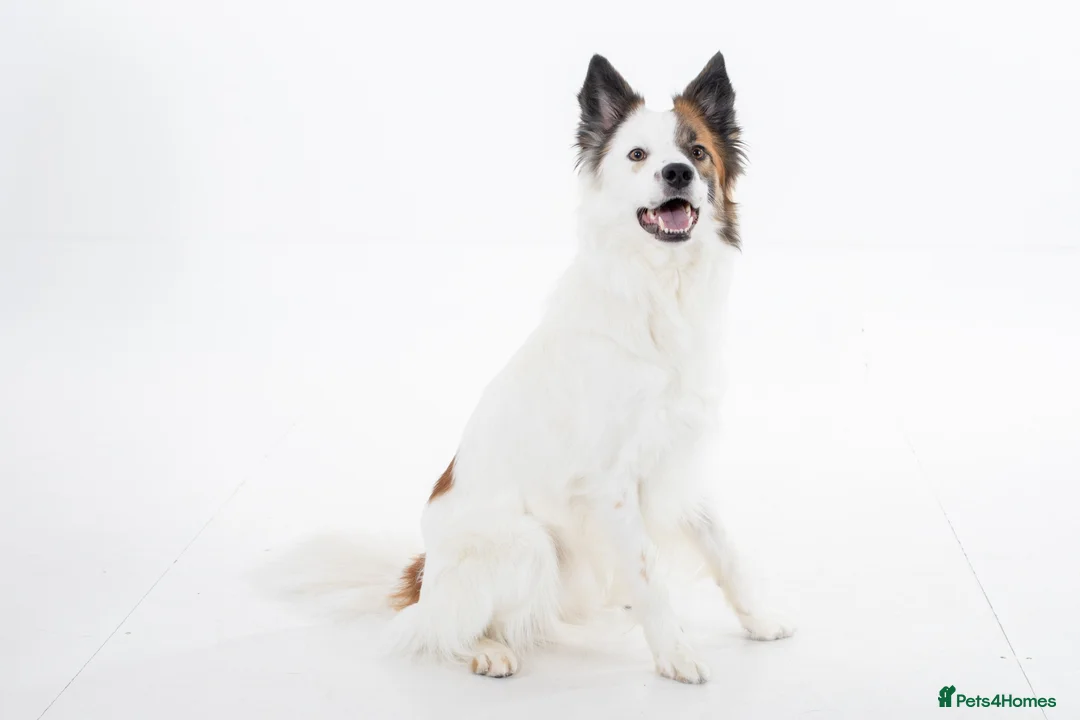 Border Collie dogs for stud: For stud - Brindle and white Border Collie in Ammanford - Advert 3