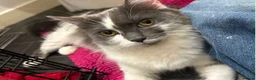 Mixed Breed cats for sale: Female kitten  - Advert 2