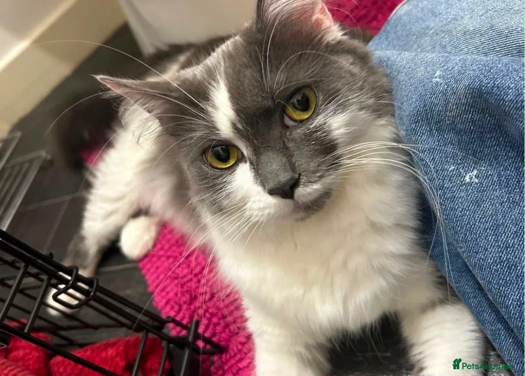 Mixed Breed cats for sale: Female kitten  - Advert 2