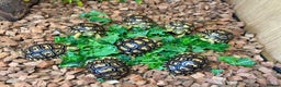 Tortoise reptiles for sale: Leopard Toises-Babies - Advert 2