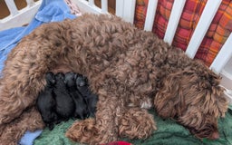 Cockapoo dogs for sale: Adorable Puppies Looking for Their Forever Homes! - Image 3