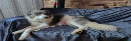 Border Collie dogs for sale: Border Collie Pups - Advert 3