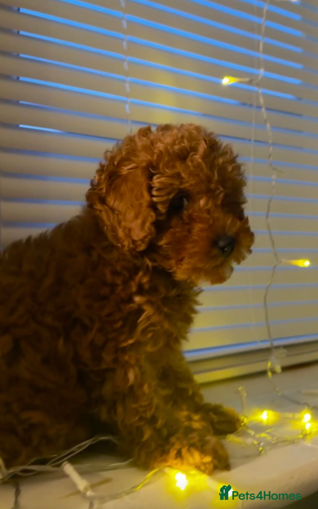 Toy Poodle dogs for sale: ❤️ Tiny Fluffy Red Toy Poodle ❤️ - Advert 11