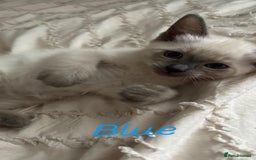 Siamese cats for sale: 2x Beautiful Pedigree Siamese Female Kittens - Image 4