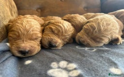 Goldendoodle dogs for sale: Gorgeous Goldendoodle Puppies  - Image 5