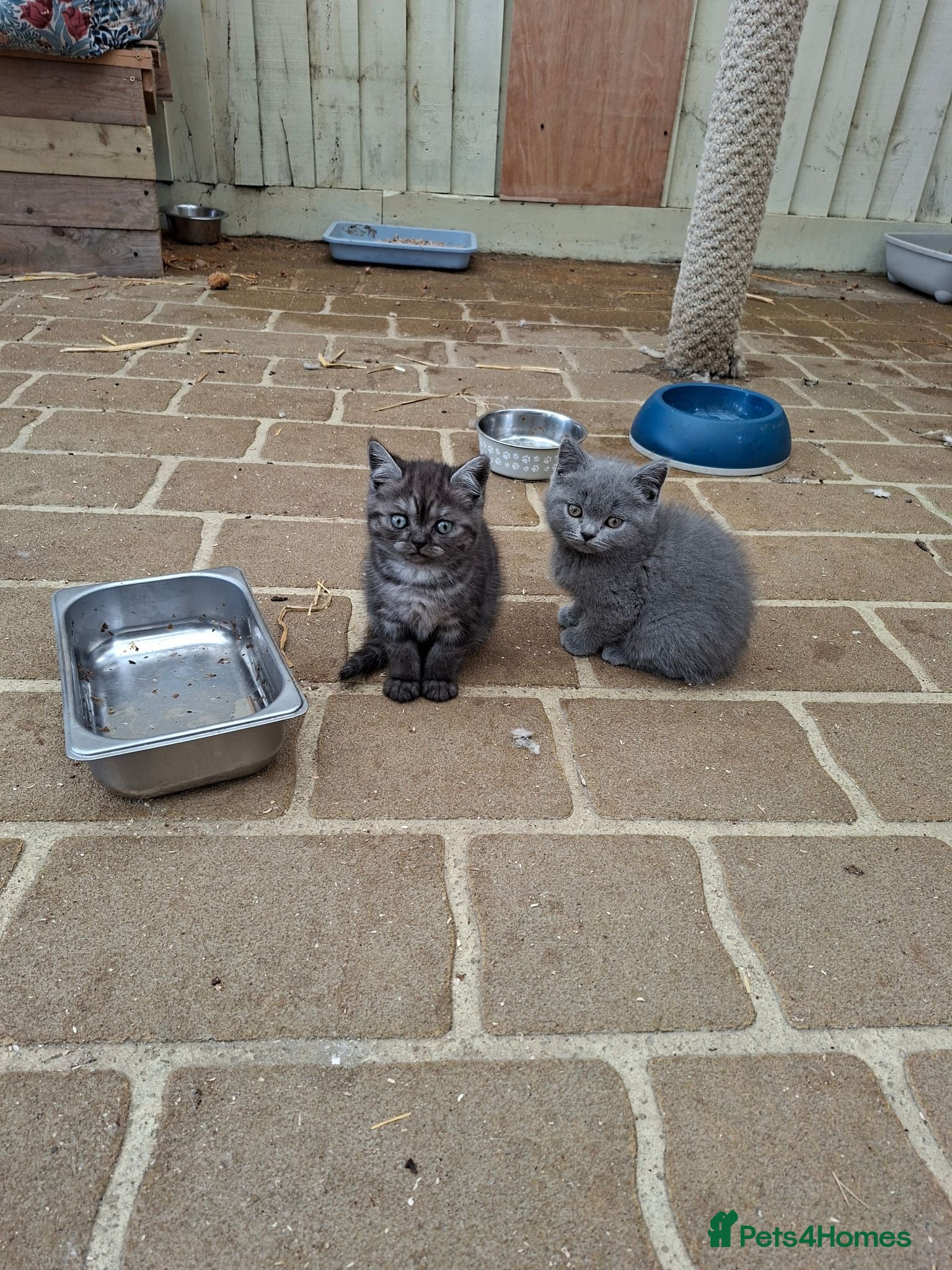 British Shorthair cats Stunning British shorthair kittens - Advert 1