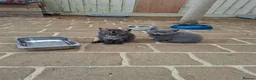 British Shorthair cats for sale: Stunning British shorthair kittens - Advert 1
