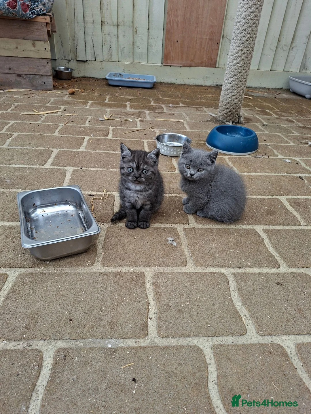 British Shorthair cats for sale: Stunning British shorthair kittens - Advert 1