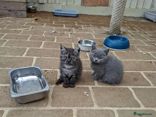 British Shorthair cats Stunning British shorthair kittens - Advert 1