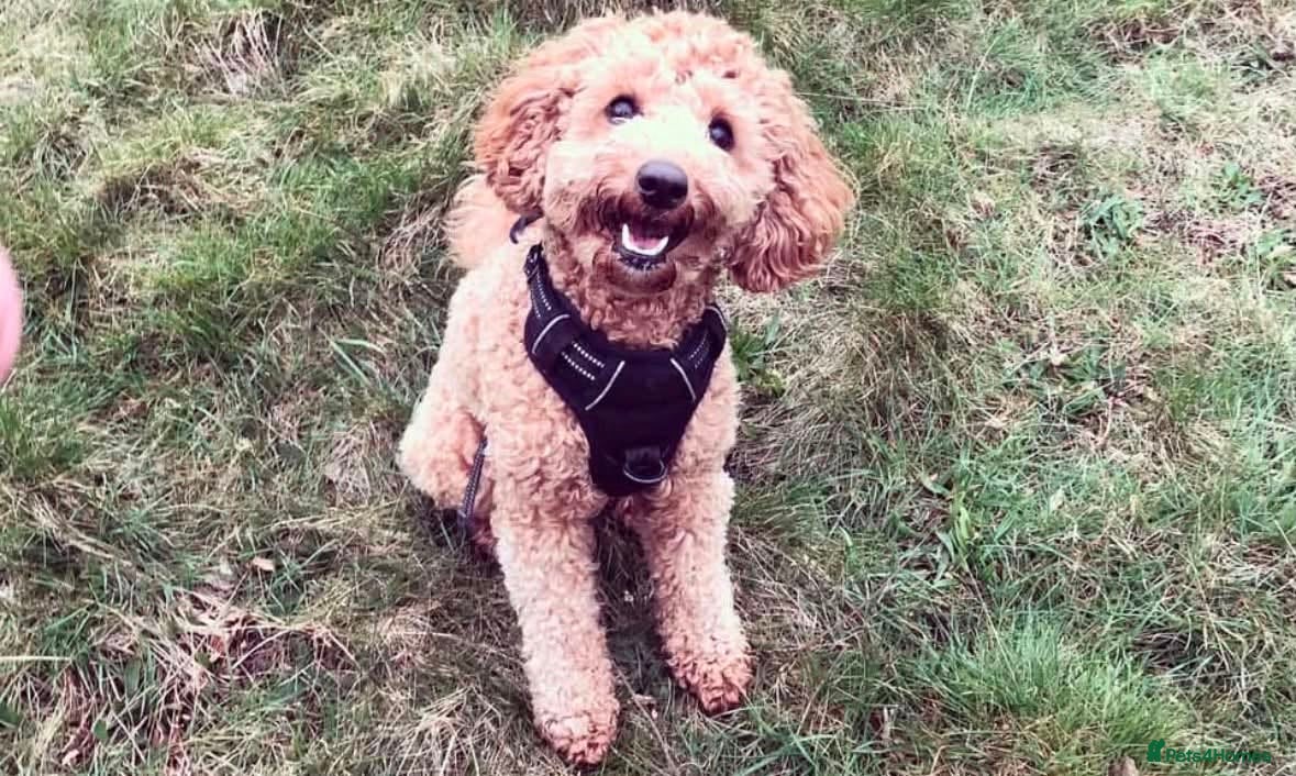 Cavapoo dogs Looking for new home for our loving Cavapoo - Advert 1