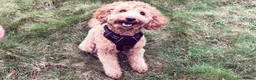 Cavapoo dogs for sale: Looking for new home for our loving Cavapoo - Advert 1