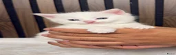British Longhair cats for sale: 6 Fluffy White or Black Kittens | Ready in 3 Days! - Advert 28