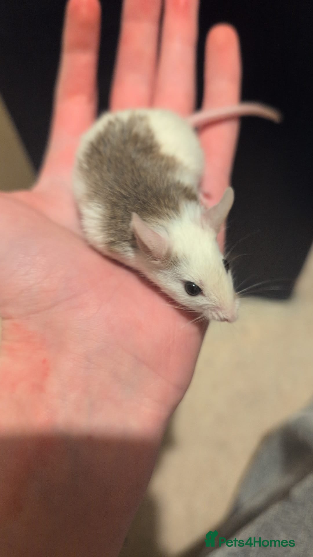 Mouse rodents for sale: Super tame handled African soft fur mice  - Image 12