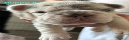 French Bulldog dogs for sale: 🐾High quality French bulldog puppies 🐾 - Advert 10