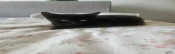 Mixed Breed cats for sale: Adorable Kittens Looking for Loving Homes in Slough - Advert 3