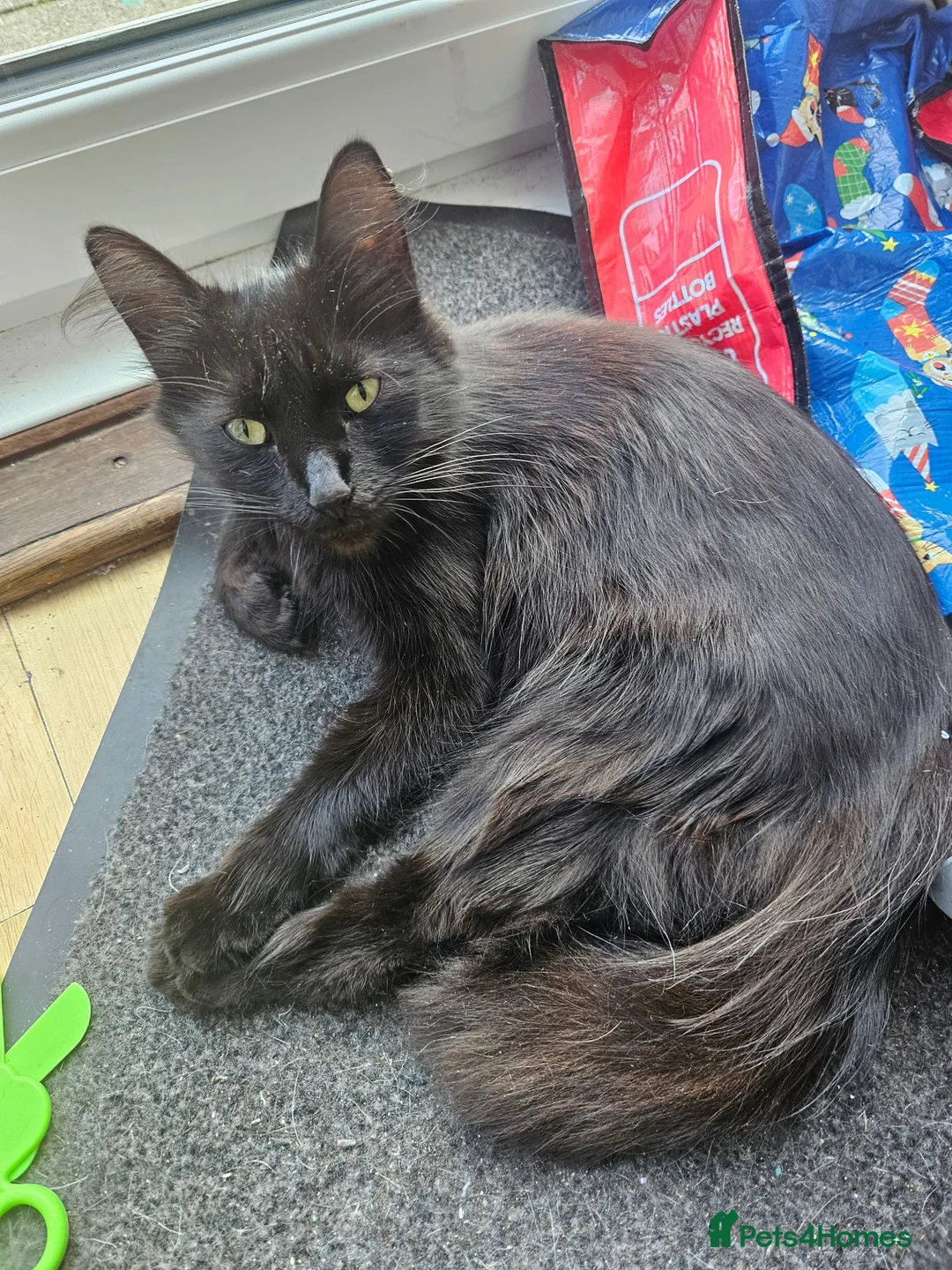 British Shorthair cats for sale: Kittens in Eastbourne - Advert 1