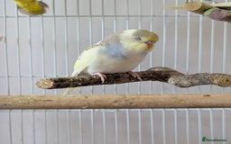 Budgerigars birds for sale: Fully tamed 4 budgies with Cage, accessories,food - Image 4