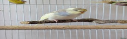 Budgerigars birds for sale: Fully tamed 4 budgies with Cages, accessories,food - Advert 4