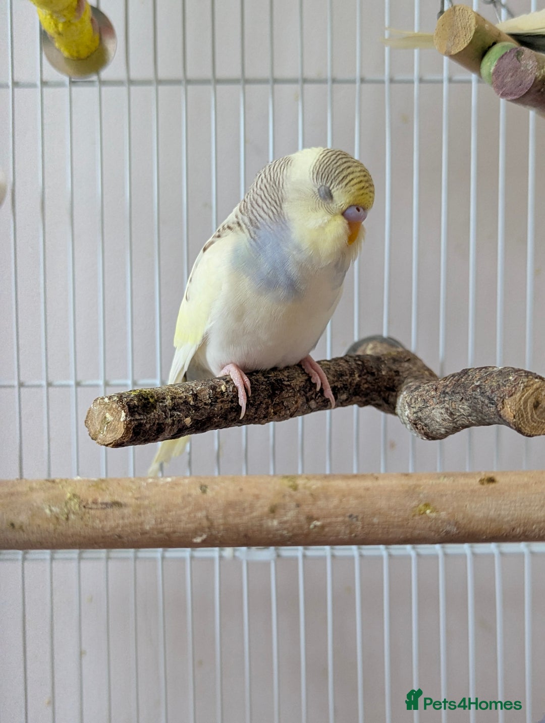Budgerigars birds for sale: Fully tamed 4 budgies with Cage, accessories,food - Image 4