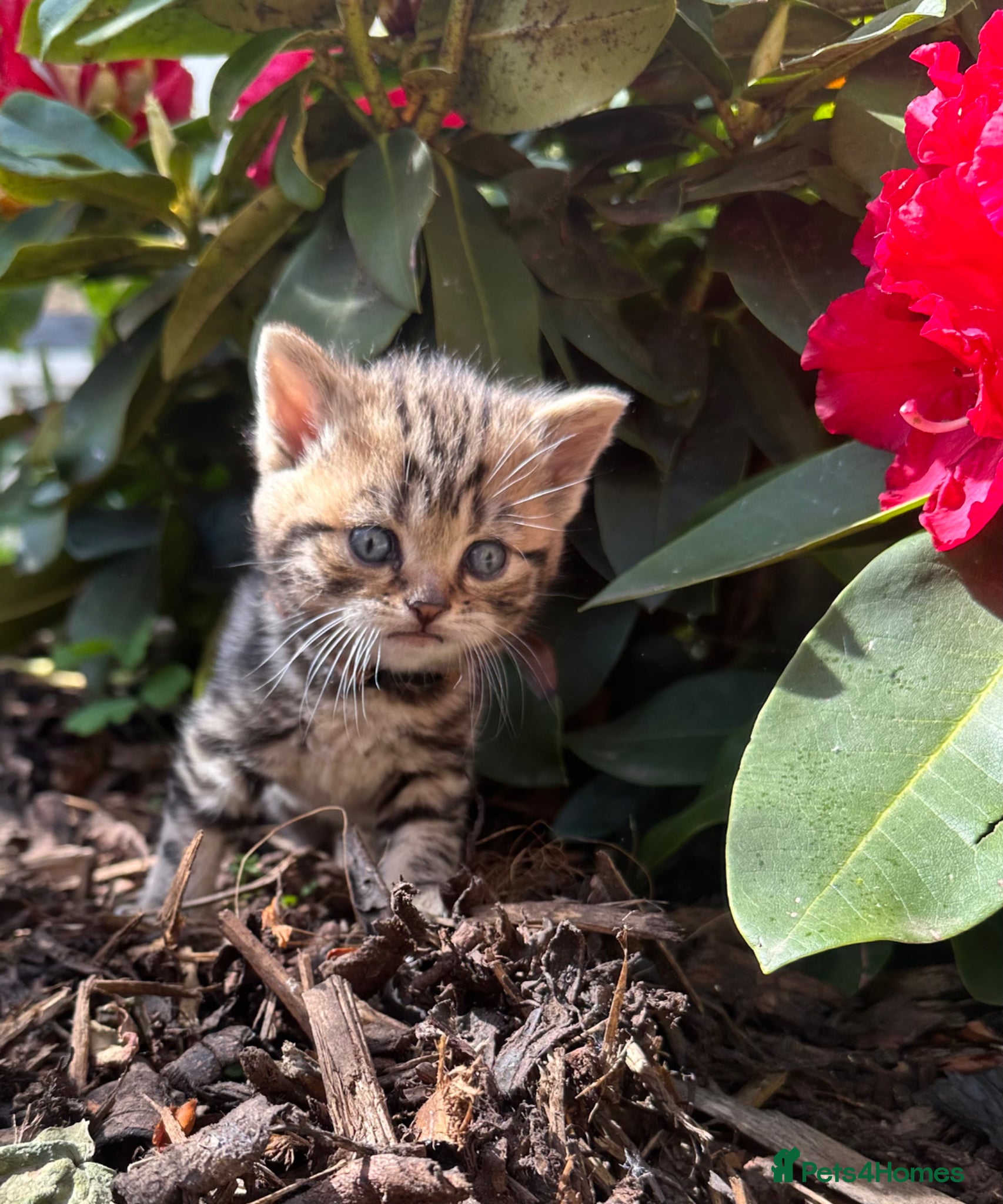 British Shorthair cats 🐾 Stunning litter of British Shorthairs 🐾 - Advert 1