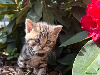 British Shorthair cats 🐾 Stunning litter of British Shorthairs 🐾 - Advert 2