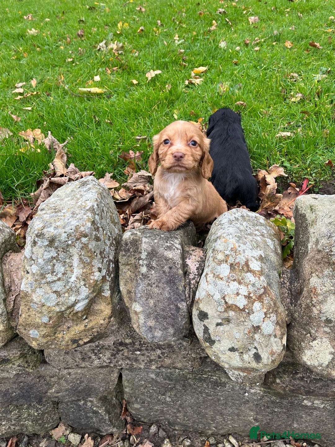 Cocker Spaniel dogs for sale: Cocker spaniel puppies  - Image 11