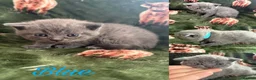 British Shorthair cats for sale: Beautiful  babies  - Advert 5