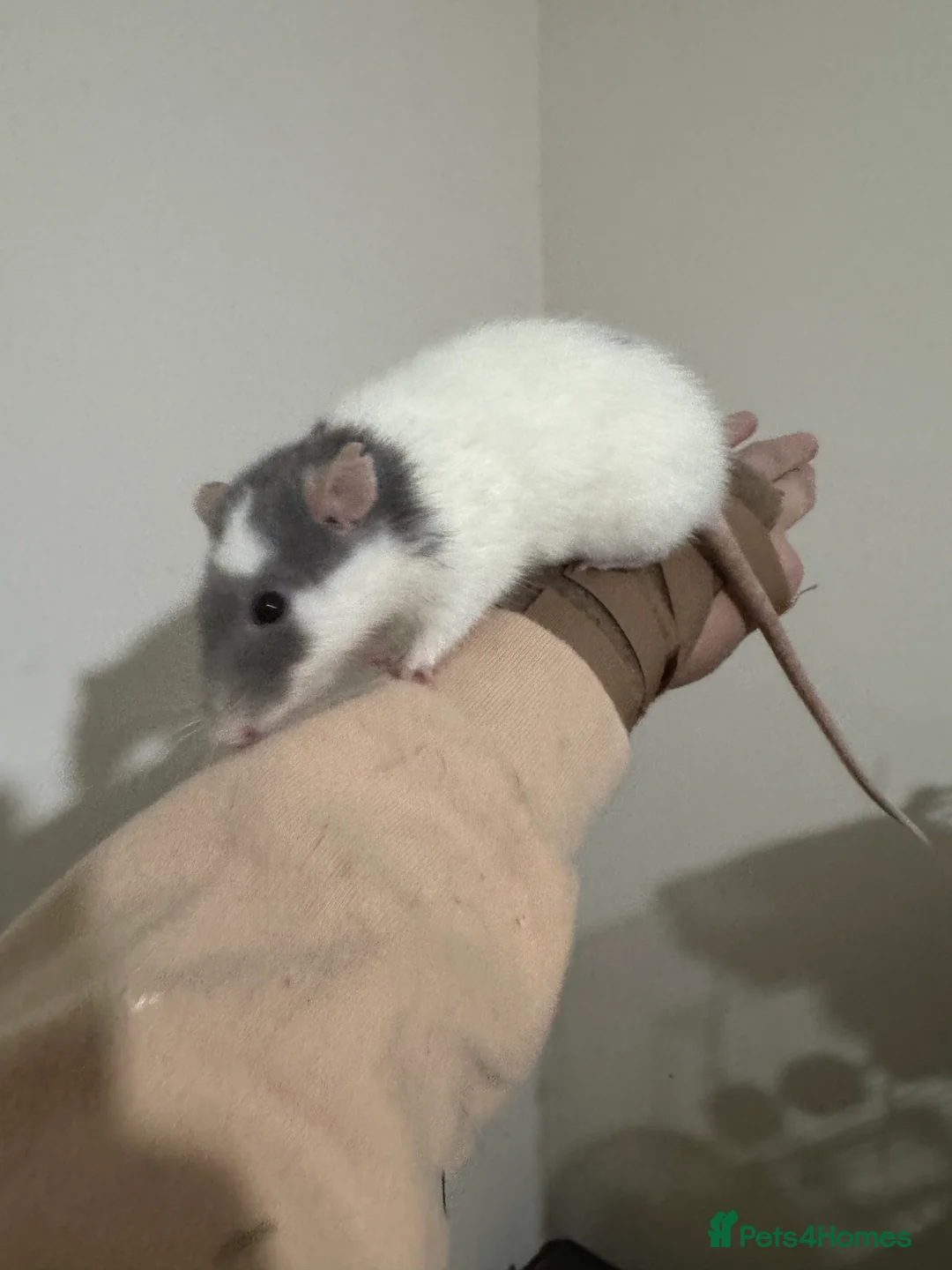 Rat rodents for sale: 3 Female rats and cage  - Advert 2