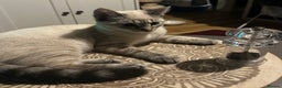 Siamese cats for sale: Beautiful Siamese Looking for a Loving Home  - Advert 8