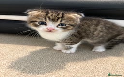 Scottish Fold cats for sale: Beautiful Scottish food for sale  - Image 2