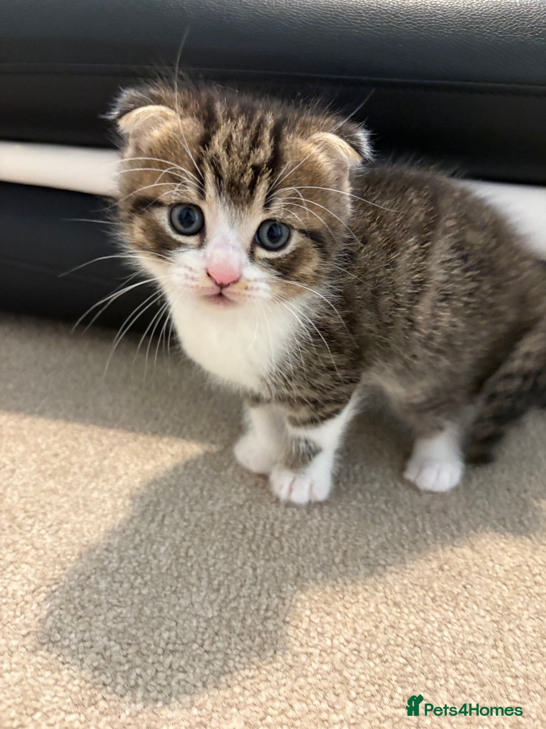 Scottish Fold cats for sale: Beautiful Scottish food for sale  - Image 2