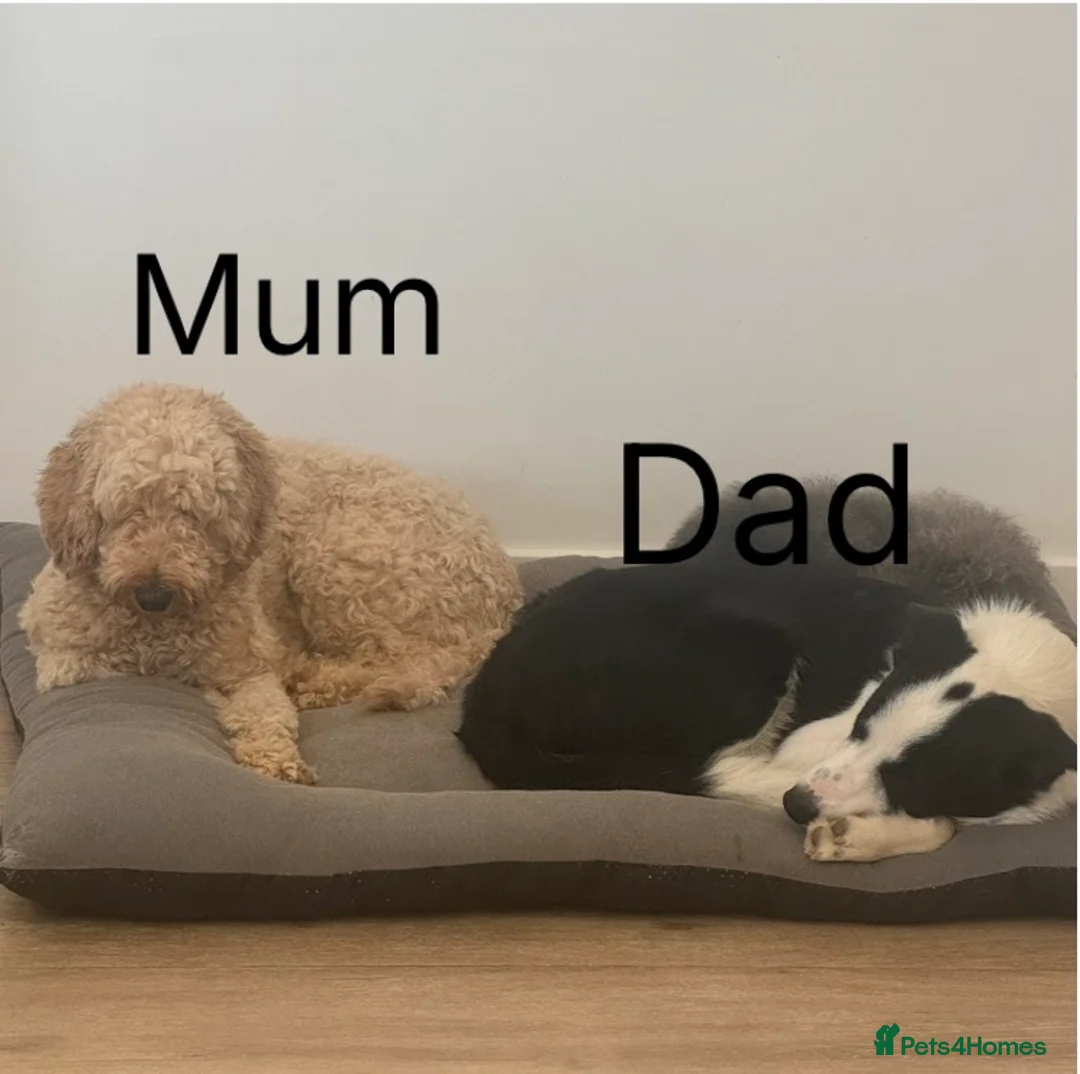 Mixed Breed dogs for sale: Double Doodle X Border Collie puppies - Advert 23