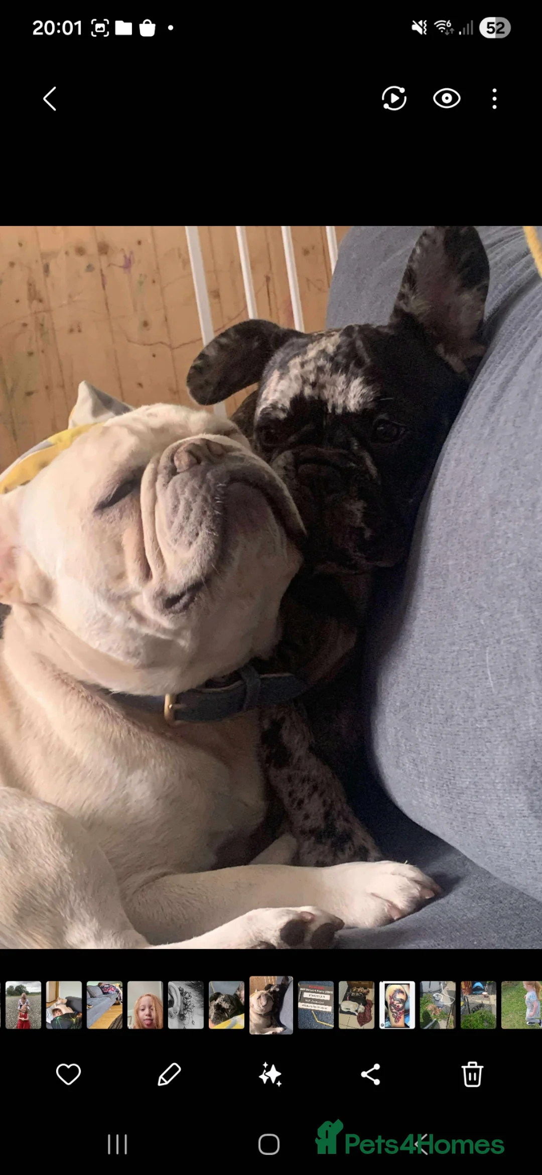 French Bulldog dogs for sale: Platinum french bulldog for rehoming - Advert 2