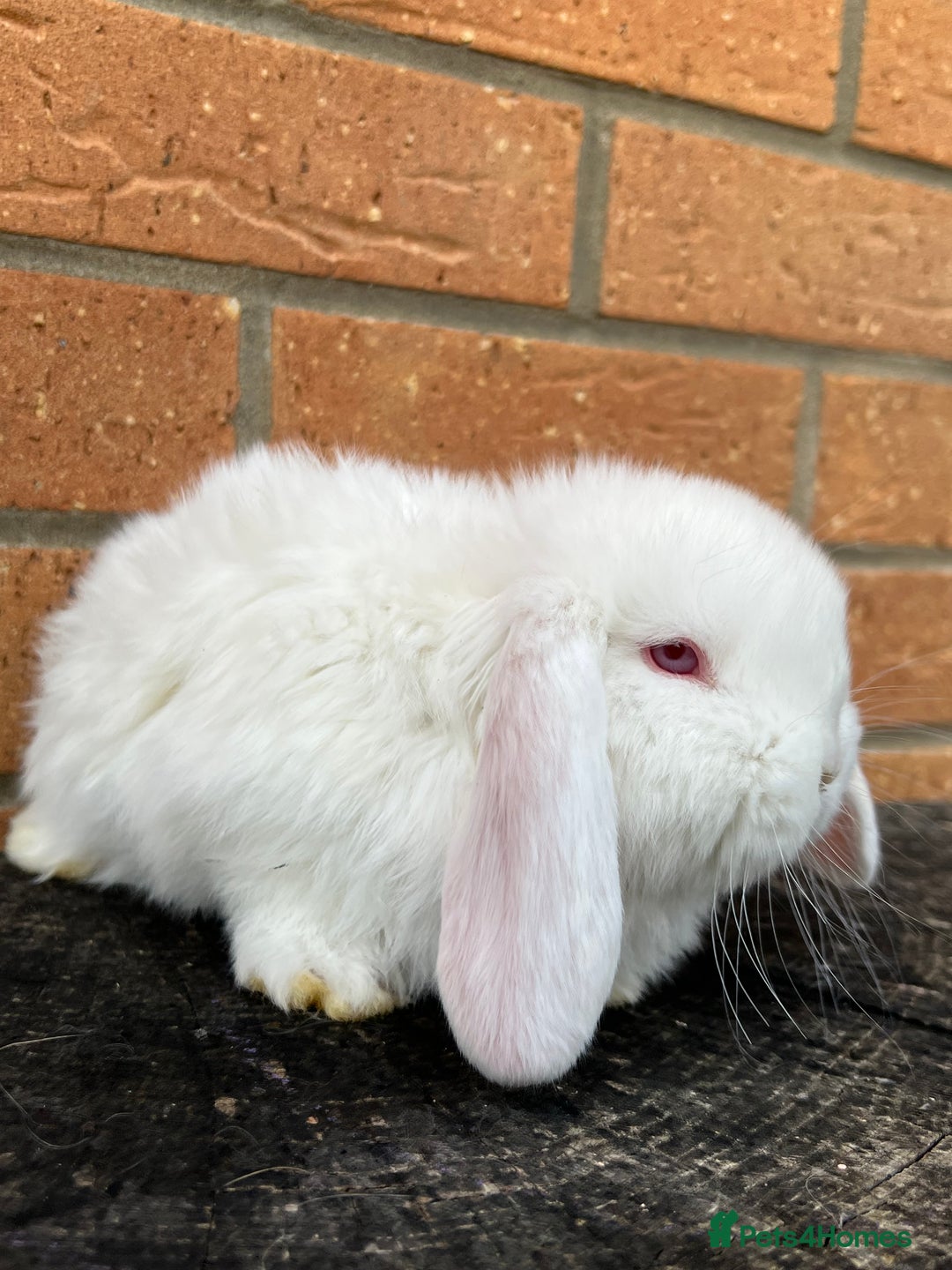 French Lop rabbits for sale: French Lops from Lincolnshire Lops - Advert 13