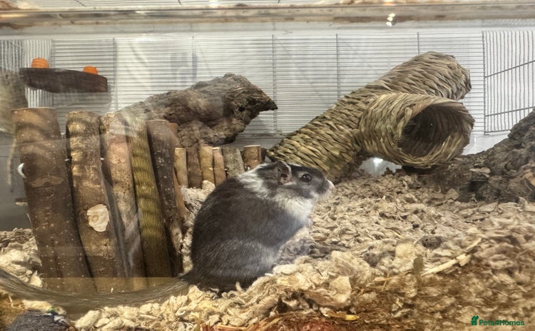 Gerbil rodents - Advert 9