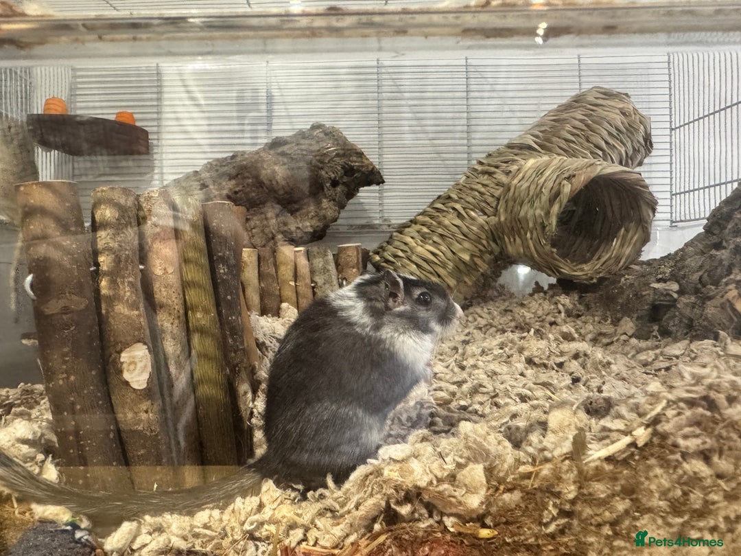 Gerbil rodents for sale: male gerbil and cage - Image 1