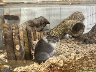 Gerbil rodents - Advert 1
